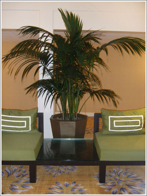 Hotel Del - Kentia Palm - Plants