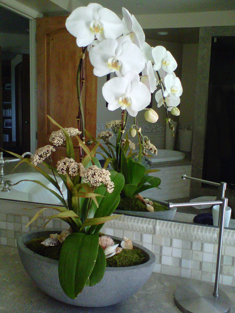 Orchids Phaleopnopsis Single Arrangement