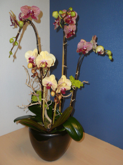 Orchids Spring