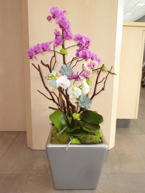 Orchids Valentine