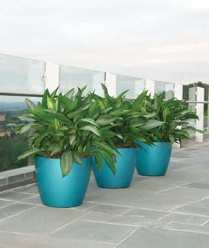 Aglaonema Plants & Blue Planters