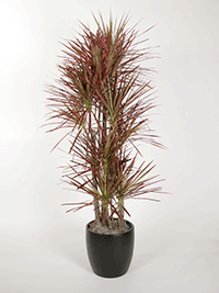 Dracaena Marginata Tricolor Plant