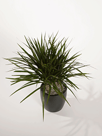 Dracaena Margianta - Plant Small