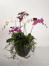 Orchids - Plants - Tropical Arrangements 