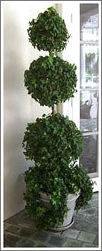 Ivy Topiary